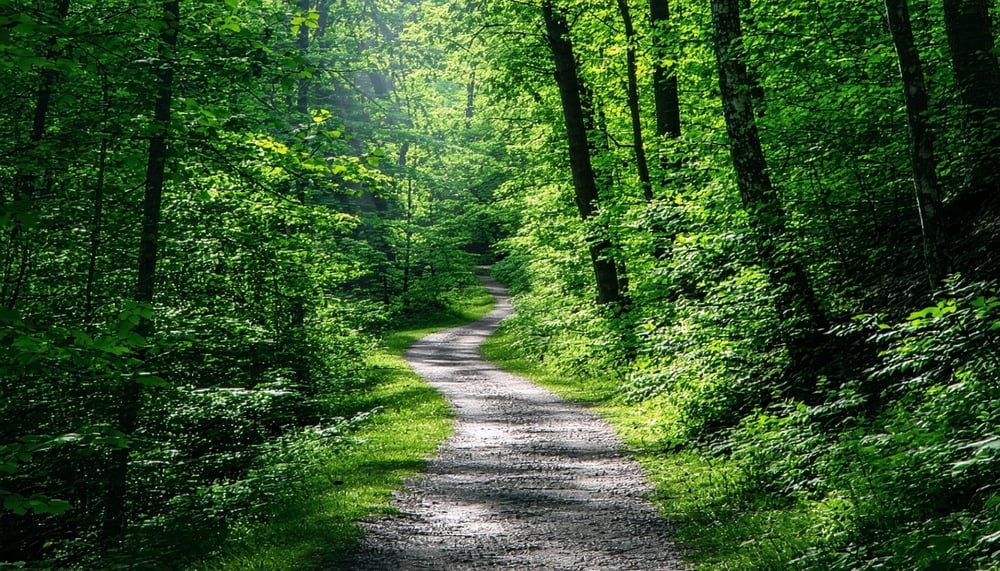 Hiking trail winding through a lush forest with sunlight filtering through the trees